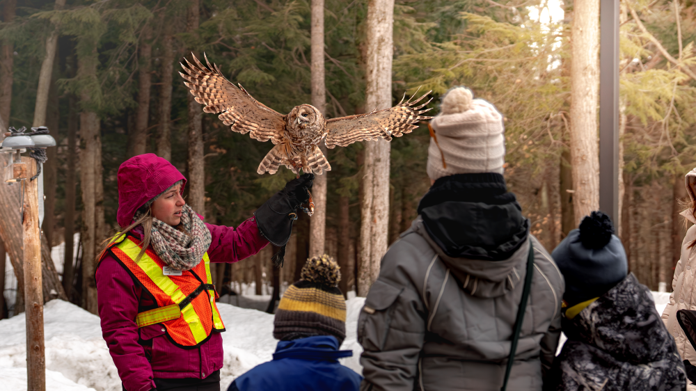 Une chouette rayée accompagnée d'une animatrice de Chouette à voir!