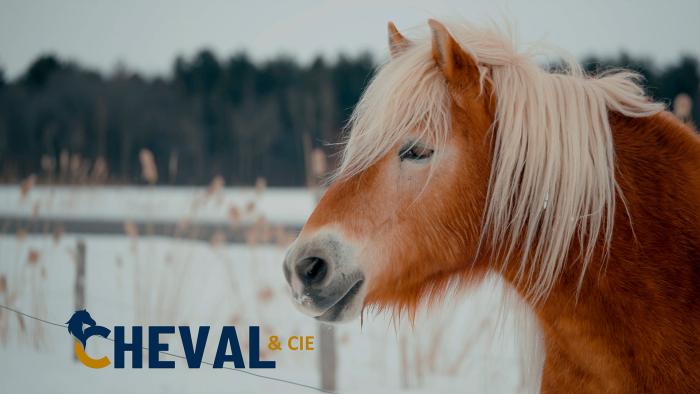Cheval & Cie